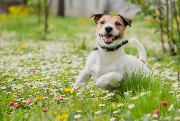 Dog Fence Installation